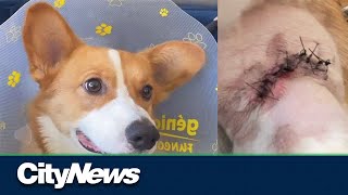 Vancouver dog owner is left devastated after her Corgi was attacked by another dog