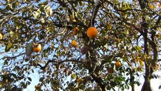 大阪狭山市　　柿の実　persimmon tree　　　　2013 11 22 08 57 58