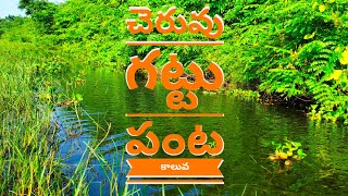 చెరువు గట్టు, పంట కాలువ#Pond embankment, crop lily