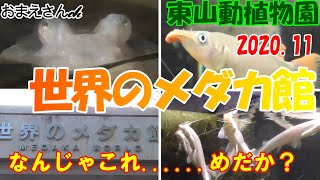 【東山動植物園】世界のメダカ館～なんじゃこりゃ......めだか？