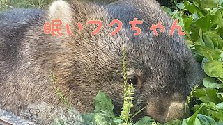 【wombat】眠いフクちゃん☆(Sleepy Fuku)