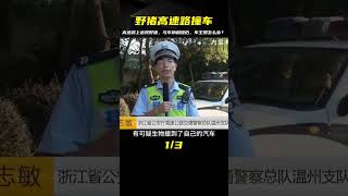 野豬突然出現在高速路上，并與車輛發生碰撞，車主想拉走死豬抵償 #案件 #探案 #懸案 #懸疑 #案件解說