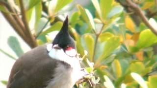 紅耳鵯 (高髻冠) 雛烏 Baby of Red-whiskered Bulbul