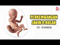 Perkembangan Janin 8 Bulan yang Ideal, Sudah Masuk Panggul?