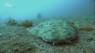 Как маскируется и охотится гений засад — тихоокеанский морской ангел (Squatina californica) ?