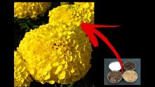 Marigolds / Hajari / Genda Blooming Tips/Bonsai Hunter