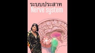 ศูนย์ชีววิทยาครูคิง I ระบบประสาท I เทป 8