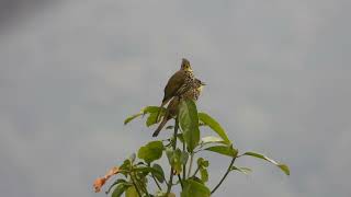 Striated bulbul