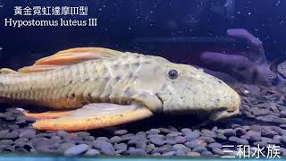 黃金霓虹達摩III型 Hypostomus luteus III/阿根廷