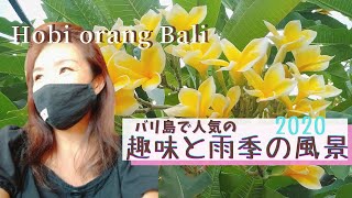 バリ島で人気の趣味と雨季の風景2020 Hobi orang Bali 2020 dan Musim hujan【Bali＃40】