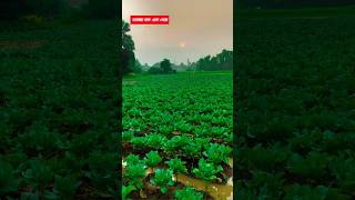 নভেম্বর মাস এসে গেছে🌞🍀🌾🌴🪔 #ytshorts #nature #naturelovers #november #reels #shots #virelvideo