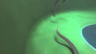 Estanques de Reproductores de Anguilas (1 de 6)