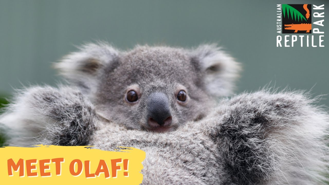 Meet 'Olaf' - Elsa The Koala's First Joey | Australian Reptile Park ...