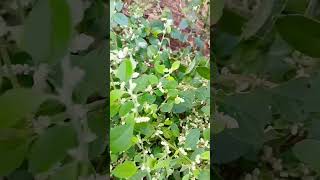 சிறுநீரக கற்களை கரைக்க உதவும் சிறுபீளை செடி #herbalpert #villagevlog #mooligaisedi #ouretlanata