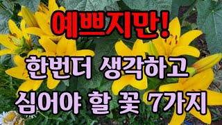 심을때 주의 해야할 꽃 2탄 한번심거나 파종하면 매년 볼수있지만! 이런꽃 심으면 손이 많이 갈수도~ 뽑아버릴수도~ㆍ