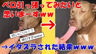 寝てる犬の舌を引っ張ってみたら驚愕の結果にｗｗｗ【2ch動物スレ】