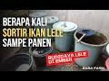 Berapa kali sortir ikan lele sampe panen