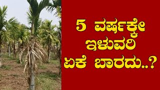 ಅಡಿಕೆಯಲ್ಲಿ 5 ವರ್ಷವಾದ್ರು ಇಳುವರಿ ಬಾರದಿರಲು ಕಾರಣ..! Why some farmers wont get areca yield in 5 years