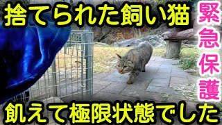 【捨て猫保護】飼い猫が捨てられて４ヶ月間ひとりぼっち。極限まで飢えていた捨て猫を緊急保護