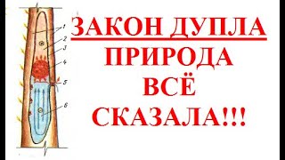 Идеальный Закон Дупла !!! в природе и НЕДОСТАТКИ УЛЬЯ --   конструкции человеческого разума !!!