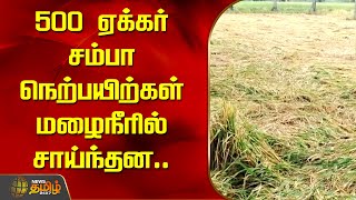 500 ஏக்கர் சம்பா நெற்பயிற்கள் மழைநீரில் சாய்ந்தன | Sirkali | Mayiladuthurai | Paddy Damage in Rain