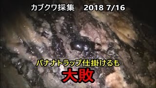 今期初のカブクワ採集 バナナトラップ編