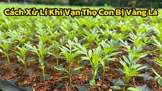 Cách Xử Lí Khi Vạn Thọ Con Bị Vàng Lá | Hoa Tết 2025