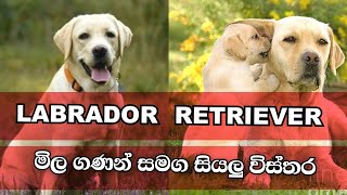 Everything about  LABRADOR RETRIEVER  | මිල ගනන් හා සියලුම විස්තර