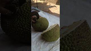 തേൻ വരിക്ക നല്ല തേൻ വരിക്ക #fruit #fruits #jackfruit #homely