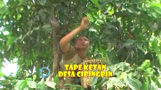 TAPE KETAN DESA CIBINGBIN | JEJAK SI GUNDUL (03/02/24)