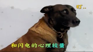 和马犬的内心较量！这家伙狡猾得不像狗，狗里狗气却像精明的小孩子