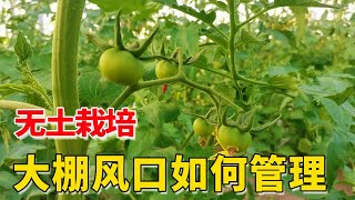 温度越来越低，大棚风口如何管理？秋季容易做错【付老师种植技术团队】