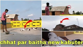 ଅଜି ଆମେ ନୁଆ ପାରା ଧରିଲୁ ଆମ ଛାତରୁ 🕊️🕊️ ll How to catch new kabuter our House ll