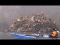 Kayaking The Aleutians | 2016 Reel Paddling Film Festival Trailer | Rapid Media