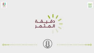 دقيقة المثمر : أسس تسميد العمق في زراعة الفول و الفيلية