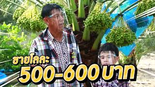 ปลูกอินทผลัม 1 ปีลูกออกเต็มต้น