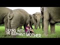 Inspiring Elephant Sanctuary activist in Chiang Mai - WTTV