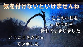 神奈川県・厚木市・愛川町・鳶尾山   木から落ちて尾てい骨を打ってしまいました