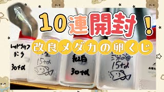 【開封】高級メダカの卵くじ10連開封結果！まとめ