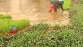 NallaMannu: 2014 videos - NallaMannu: 2014 videos - Nalla Mannu - Rice cultivation transforming lives of Kudumbasree workers