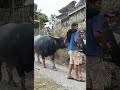 Kerbau Toraja / Buffalo fight / tedong silaga / ควาย ຄວາຍ  भैंस की लड़ाई chọi trâu