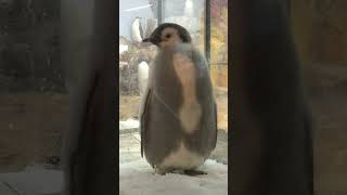 アドベンチャーワールドのエンペラーペンギンの雛🐧