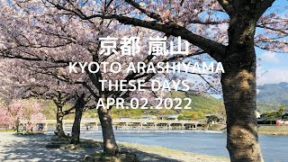 [Eng.CC] SAKURA, Cherry blossoms in Arashiyama Kyoto as of April 2nd in 2022