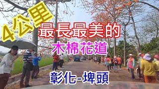 【帶你去】2021彰化埤頭四公里木棉花道全程實景