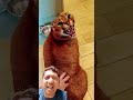 Si emPus pelit😁 #shortvideo #cat #floppa #animals #bigcat #cute #funny