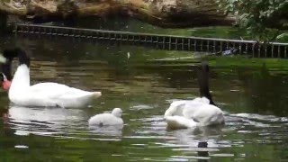 雛を乗せて泳ぐクロエリハクチョウ　2015 0610