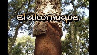 El árbol de alcornoque.