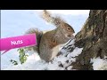 squirrels mischievous nature u0026 fun facts