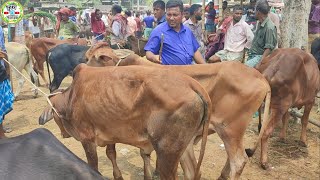 @আজ ১৭ মে ২৪ | চট্রগ্রামের খামারী মাজারি সাইজের ষাঁড় গরু কেমন দামে কিনছেন /কিনলেন আমবাড়ী হাট