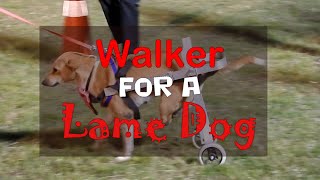 Dog Care | Walker for a lame dog || Dog lovers association of Chinsurah Hooghly